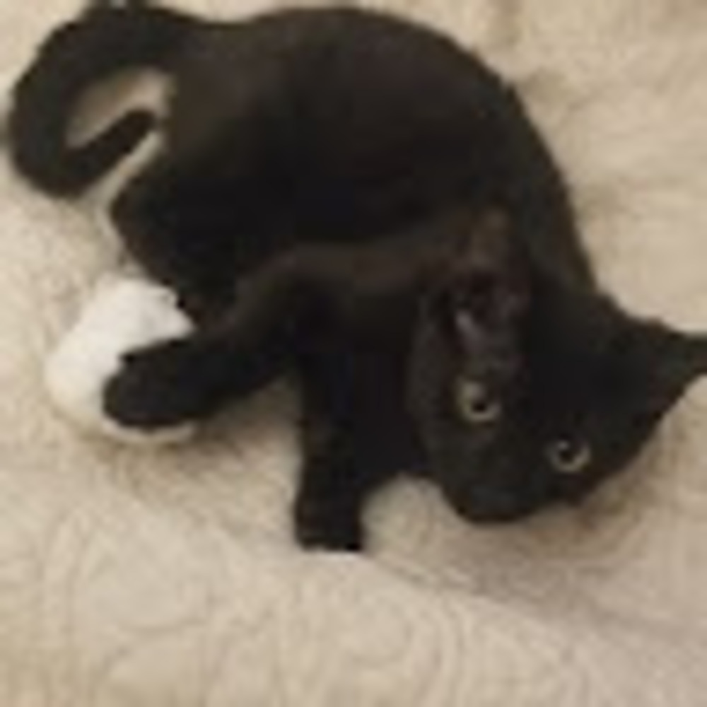 Meet your Posher, -melon-